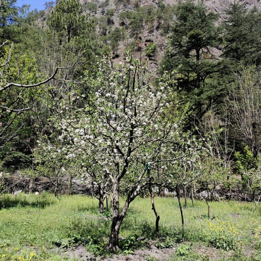 The Royal Orchard Kasol Hotel Buitenkant foto